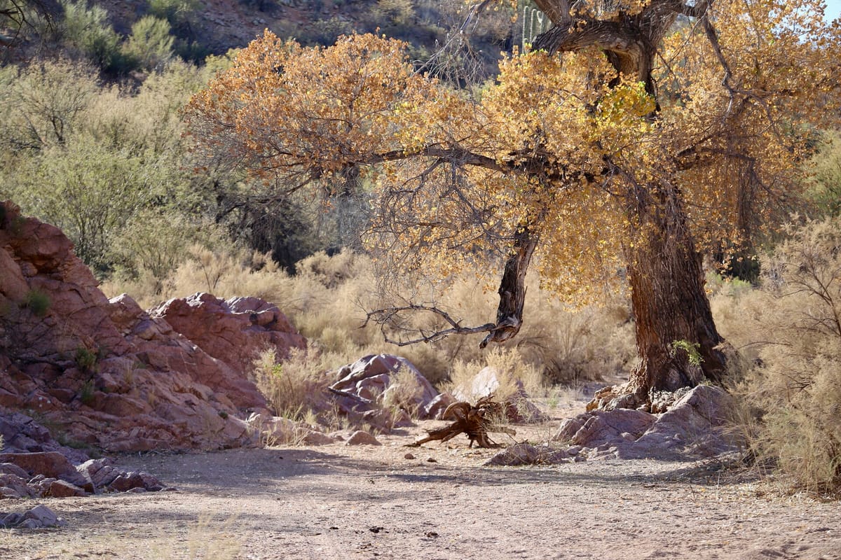 Lower San Pedro River, United States