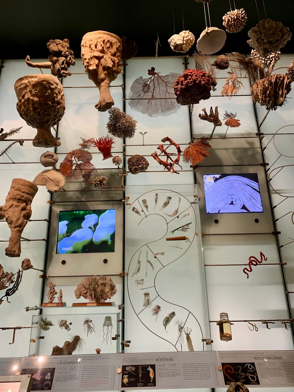 American Museum of Natural History, NYC